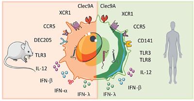 Harnessing the cDC1-NK Cross-Talk in the Tumor Microenvironment to Battle Cancer